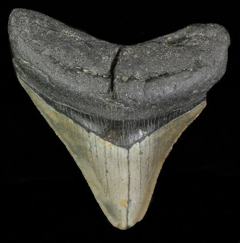 Bargain, Megalodon Tooth - North Carolina #66448